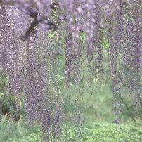 花のある風景
