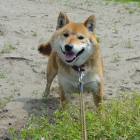 畑の柴