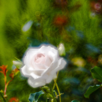 揺らされる薔薇。