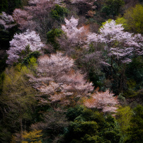 さくら　櫻　SAKURA