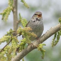 鶯の写真 画像 写真集 写真共有サイト Photohito