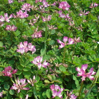 大阪植物観察会　北摂花歩き