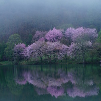 僕の見た桜2012　part②　信州編