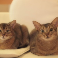 ゆず＆こころん