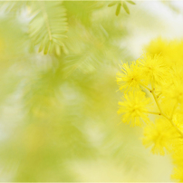 flowertime