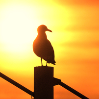 海鳥と太陽