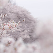 2012年　桜選2