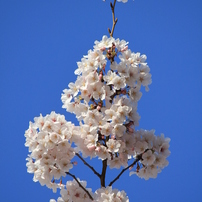 母校（大学）の桜-01
