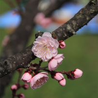 平岡公園の梅⑤