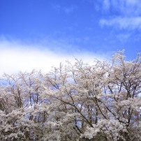 春…桜