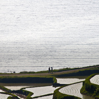 rice terrace of HAMANOURA