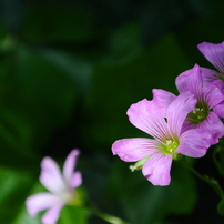 葉・花・実