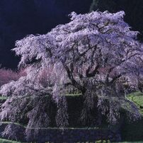 奈良県大宇陀　又兵衛桜（本郷の瀧桜）界隈