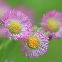 花便り　2012　晩春から初夏へ