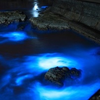 夜光虫