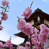 桜 函館五稜郭公園 2012年5月8日