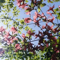 木漏れ日