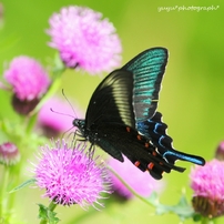 butterfly