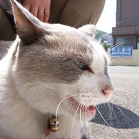 RICOH(リコー)のデジタルカメラCaplio R3 で撮影した写真(画像)一覧 