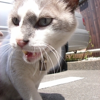 RICOH(リコー)のデジタルカメラCaplio R3 で撮影した写真(画像)一覧