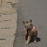 2012.05.22島のネコたち