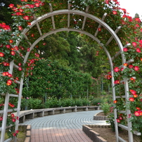 バラの庭園