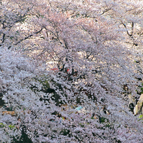 KONICA MINOLTA(コニカミノルタ)のデジタルカメラDiMAGE Z2 で