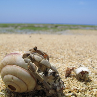 沖永良部夏色