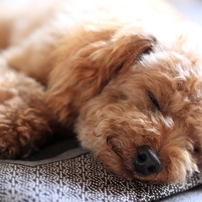 トイ・プードルの写真(画像)・写真集 - 写真共有サイト:PHOTOHITO