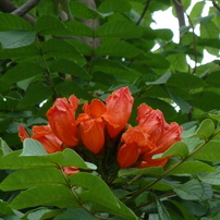 flowers in china