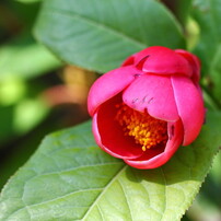 源太郎写真館（９）　　四季彩彩