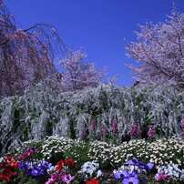 深北治水緑地公園の桜