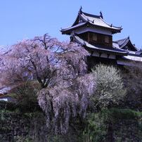 奈良県大和郡山城跡桜と城下町