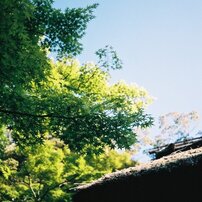 緑