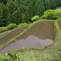 上勝町樫原の棚田に行ってきた