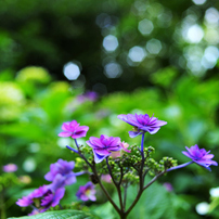 6月の華