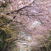 北海道神宮　桜、梅　２０１１