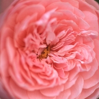 薔薇を見つめて
