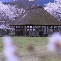 奈良県大宇陀　かぎろひの丘万葉公園　　桜