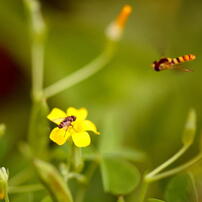 SIGMA(シグマ)のレンズ APO MACRO 180mm F3.5 EX DG/HSM (ﾐﾉﾙﾀ AF) で