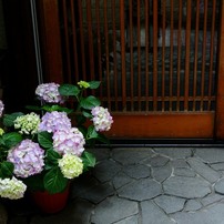 紫陽花
