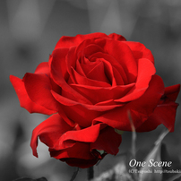 赤い薔薇