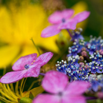 紫陽花と　ビョウヤナギ