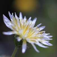 奈良県　大宇陀の春の花
