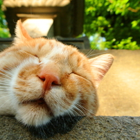 ふっくら
