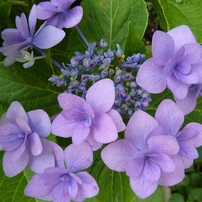 紫陽花