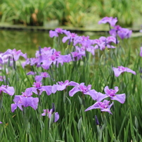 源太郎写真館（１３）　四季彩彩