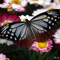 美しきマクロの世界　Beautiful world of macro.
