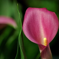 春の花の写真 画像 写真集 写真共有サイト Photohito