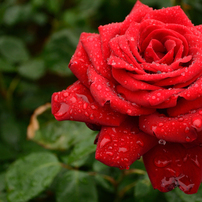 梅雨の薔薇